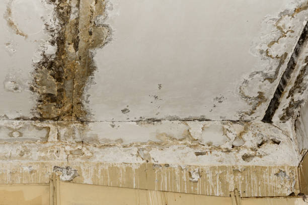 Professional Mold Removal in Palmyra, MO