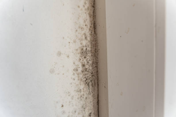  Palmyra, MO Mold Removal Pros